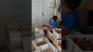 Pengolahan jahe merah jadi bubuk ( Ginger Powder)