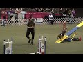 Dazzle the basset hound at the 2021 akc agility invitational