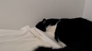 Cookie likes to tuck himself in under the bed sheet #cat