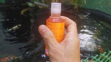 Hướng dẫn trị rận nước trên cá Koi