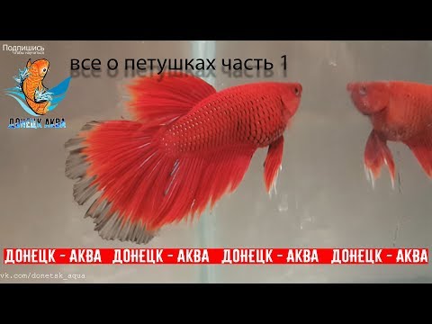 петушки часть 1, какие болезни рыбок, как и чем их вылечить,  akvariistika, akvaariumi kalad