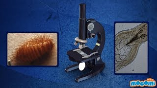 Microscopes for Beginners - Functions/Facts Part I - Science for Kids | Educational Videos by Mocomi