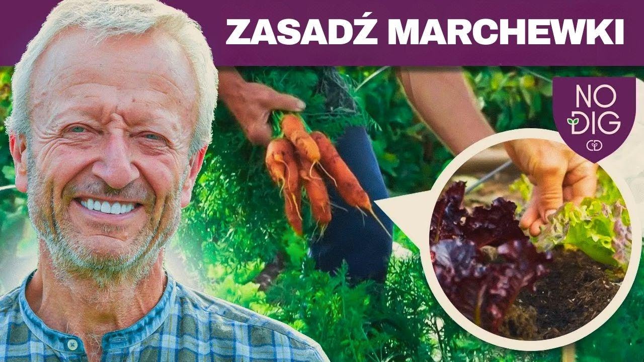Uprawa marchwi bez przekopywania, prościej niż myślisz