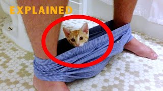 Explained Why Your Cat FOLLOWS YOU TO THE BATHROOM!