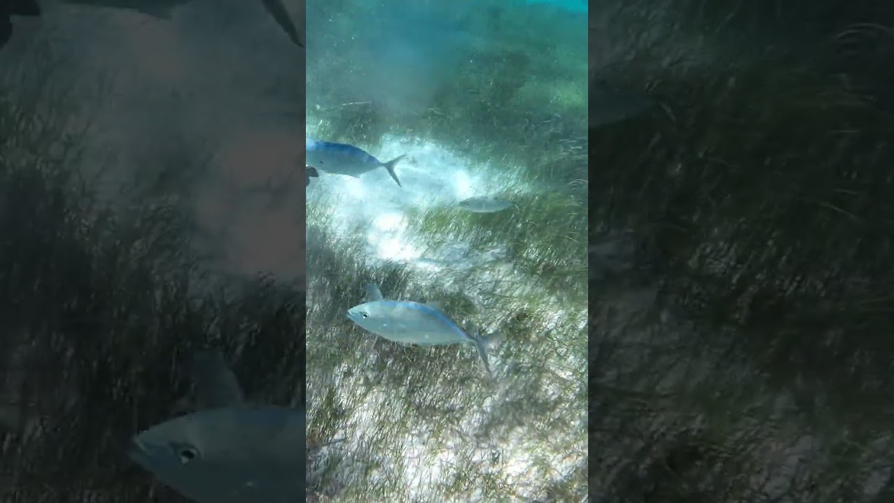 Shark Ray Ally Belize 