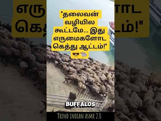 😱 ஆத்துல குதிச்ச நூற்றுக்கணக்கான எருமை மாடுகள்! 🌊 சீனாவுல நடந்த விசித்திரமான காட்சி! 🇨🇳🐃