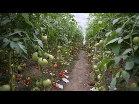 კასპი , სადემონსტრაციო პომიდვრის სათბური