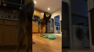 Shaping Paw Pods session 1