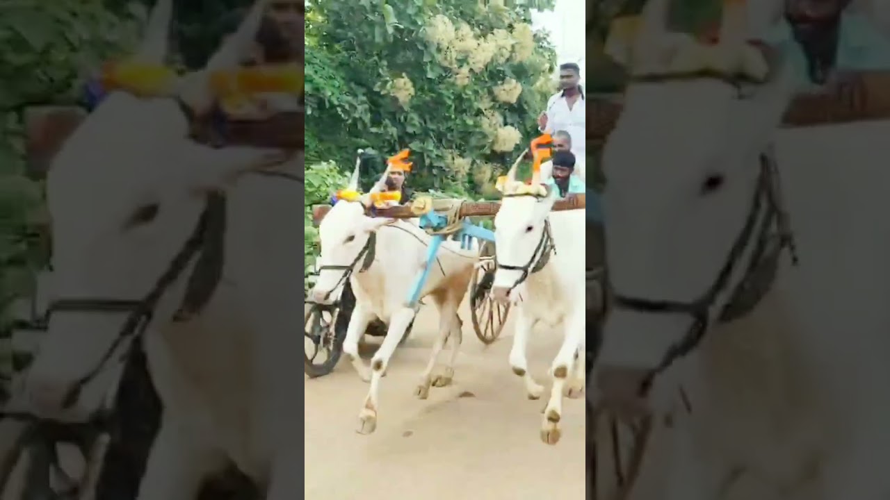 ..🚩♥️ಬೂದನಗುಡ್ಡ to ಮಿಶ್ರಿಕೋಟಿ 26/08/2024 mishrikoti king's 👑😈😎🔥