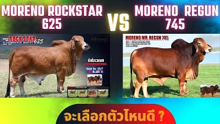 พ่อพันธุ์วัว ร็อคสตาร์ 625 และ รีกัน 745