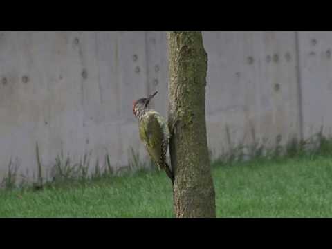 European Green Woodpecker   Groene specht   Leiderdorp   The Netherlands    Luuk Punt 170924 1