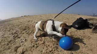 Busy day at the seaside, Jack Russell puppy . (029)