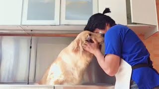 Grooming the most well behaved Golden Retriever  |  Pet Grooming TV by Pet Grooming TV 891 views 8 months ago 10 minutes, 37 seconds