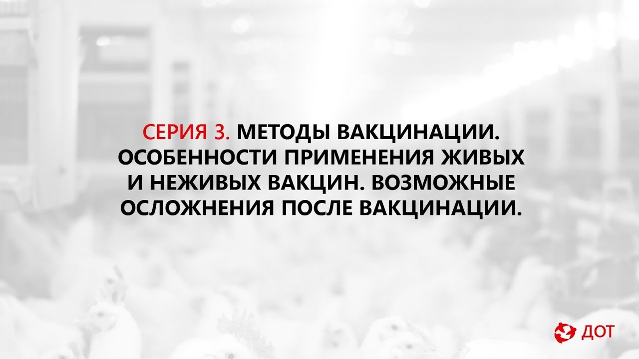 Живые и неживые вакцины. Неживая вакцина осложнения. Методика вакцинации птиц.