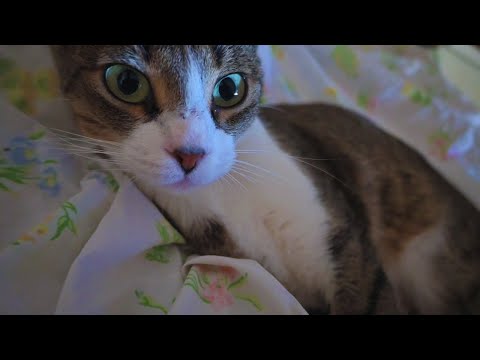 Video: CatCon švenčia nacionalinę kačių ponios dieną