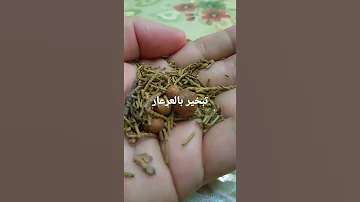 اسرار التبخير بالعرعار The Secrets Of Fumigation With Juniper 