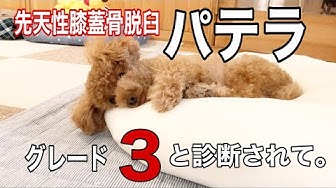パテラ Youtube