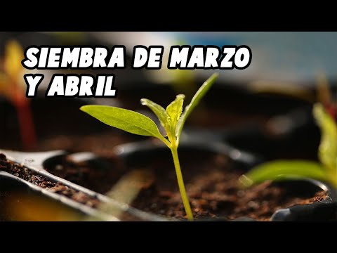 Video: Jardinería en la región occidental: siembra en abril en el oeste