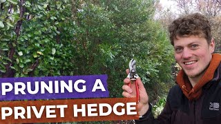 How to Prune a large Privet Hedge Reduction with Hand Tools