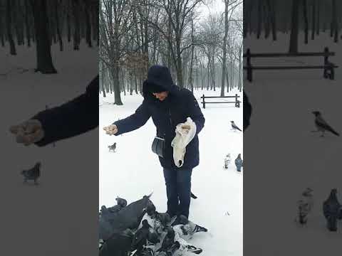 Göyərçinlər 🕊️🕊️🕊️