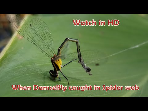 Damselfly Caught in Spider Web || HD || Macro video || India || Struggle for Existence