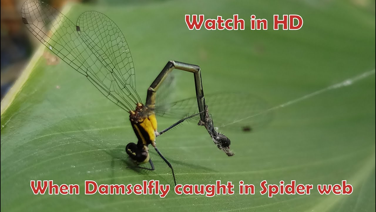 Damselfly Caught in Spider Web || HD || Macro video || India || Struggle for Existence