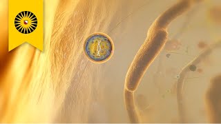 The Magic Bullet The Challenging Search For The Holy Grail Of Gene Therapy