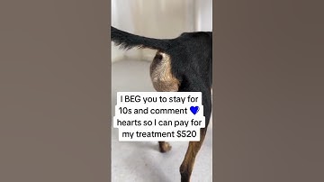 helps me to save this animal PayPal link in bio #helpustohelpthem #adoptme #adopt #dontbecruel #paw