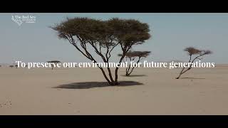 Acacia Tree Rescue at The Red Sea