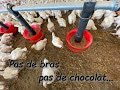 Poulets dforms lintox