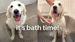 English Cream Golden Retriever Brothers Get Baths Together by Louie the Cream 4,090 views 2 years ago 3 minutes, 32 seconds