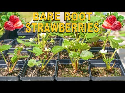 How To Grow Strawberries From Bare Root From Start To Finish