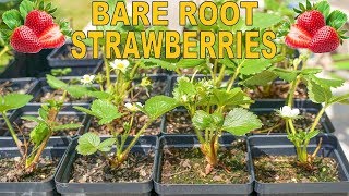 How To Grow Strawberries From Bare Root From Start To Finish