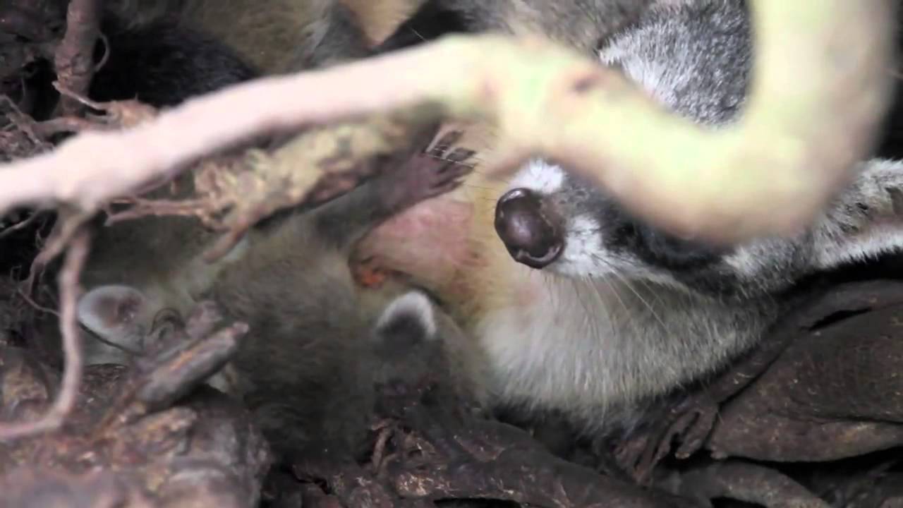 Tiny Crab-eating Raccoon babies - Projeto Onçafari