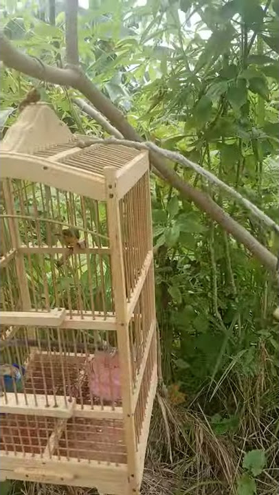 anakan sogon/sogokotong belajar mikat