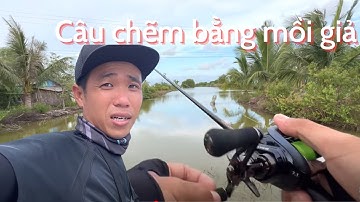 Câu cá chẽm thiên nhiên bằng mồi giả