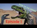 Dinosaur Revolution Parody Episode 1: DUDE ON THE LOOSE!!!