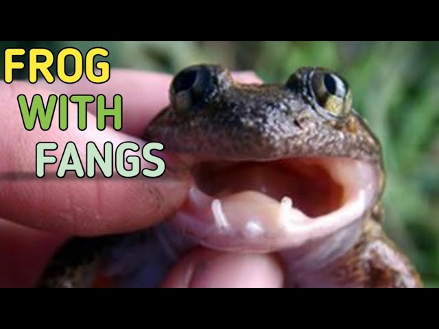 FROG WITH FANGS IS CUROIOUS DISCOVERY😱😱😱 