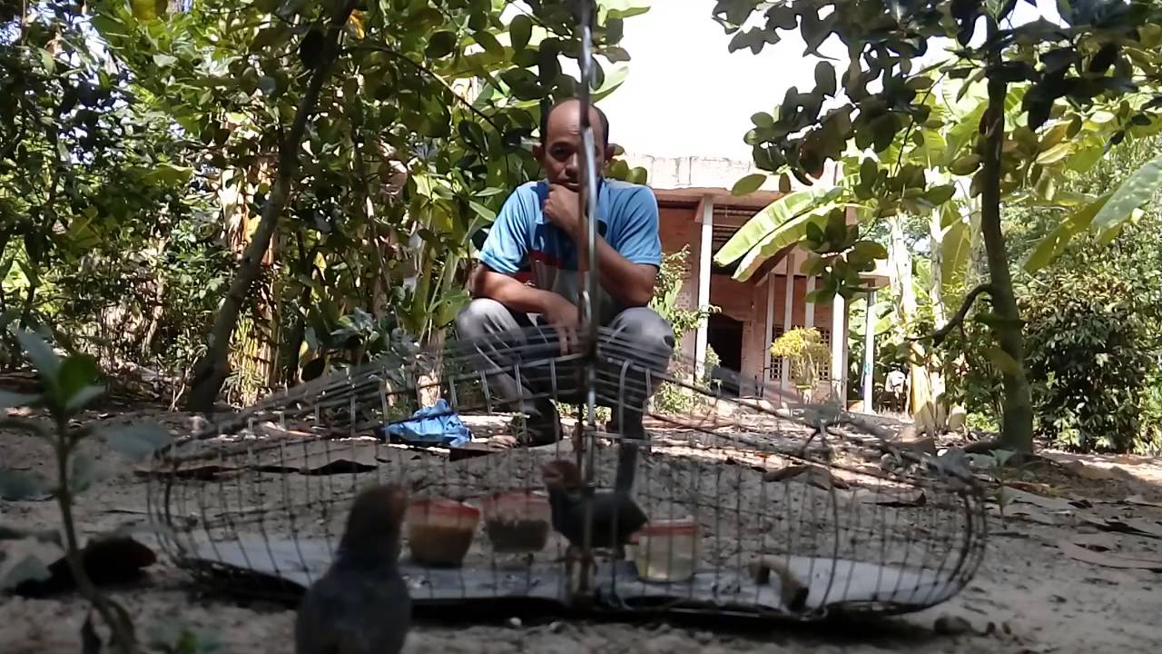 Bẫy chim sâu đầu đỏ kiểu mới