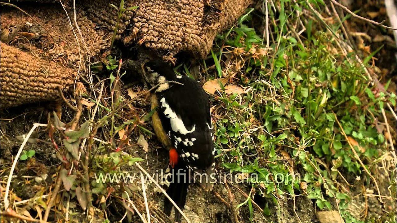 Himalayan Pied Woodpecker at Landour 