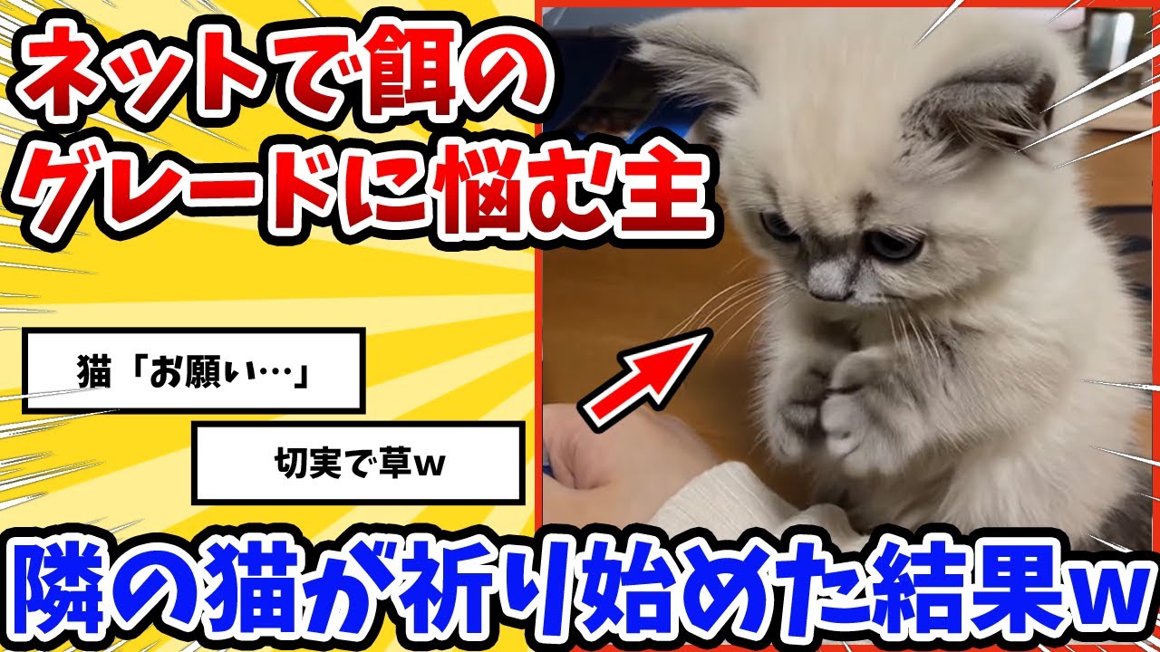 【2ch動物スレ】猫の餌をネットショッピングしていたら→突然隣で猫が祈り始めた結果ｗｗｗｗｗ