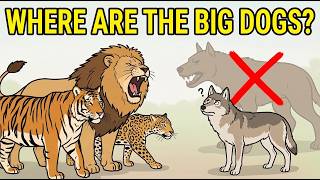 WHY Are There Big Cats But No Big Dogs?