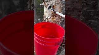 Wild and Wonderful: Harvesting Birch Sap in the Alaskan Spring #birchsap #spring #shorts