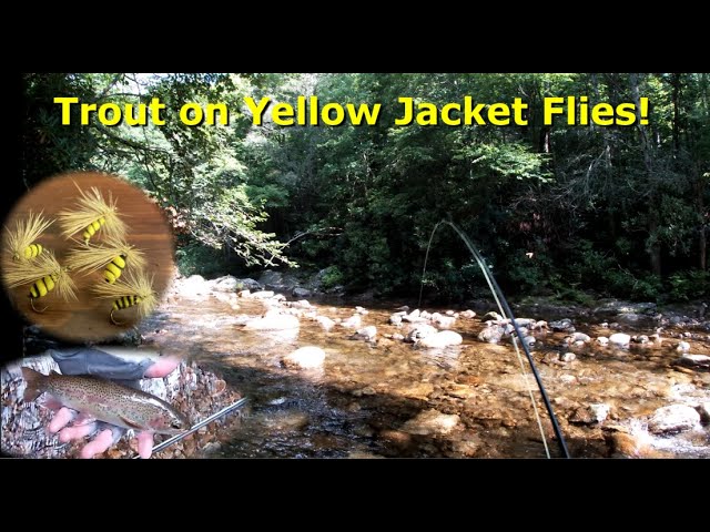 Fly Fishing for Wild Trout with Yellow Jacket Flies 