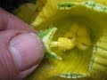 Successful pollination of pumpkins - how to progress from flowers to big fruits!