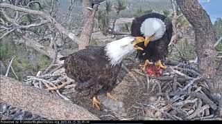 Look hair mullet Bald shaved island eagle
