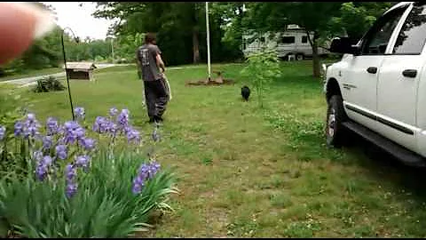 Boar pig in our yard