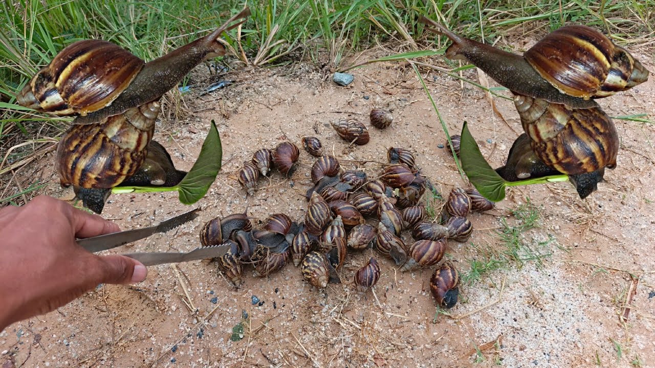 Snail climbs a tree Snail eating Vegetable 