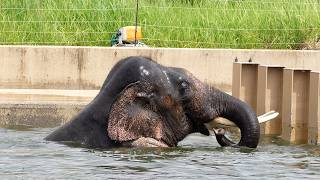 Asian elephant \\