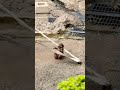 2026年4月24日|パンチくんのすごい遊びにみんなびっくり!可愛すぎる瞬間🐵✨